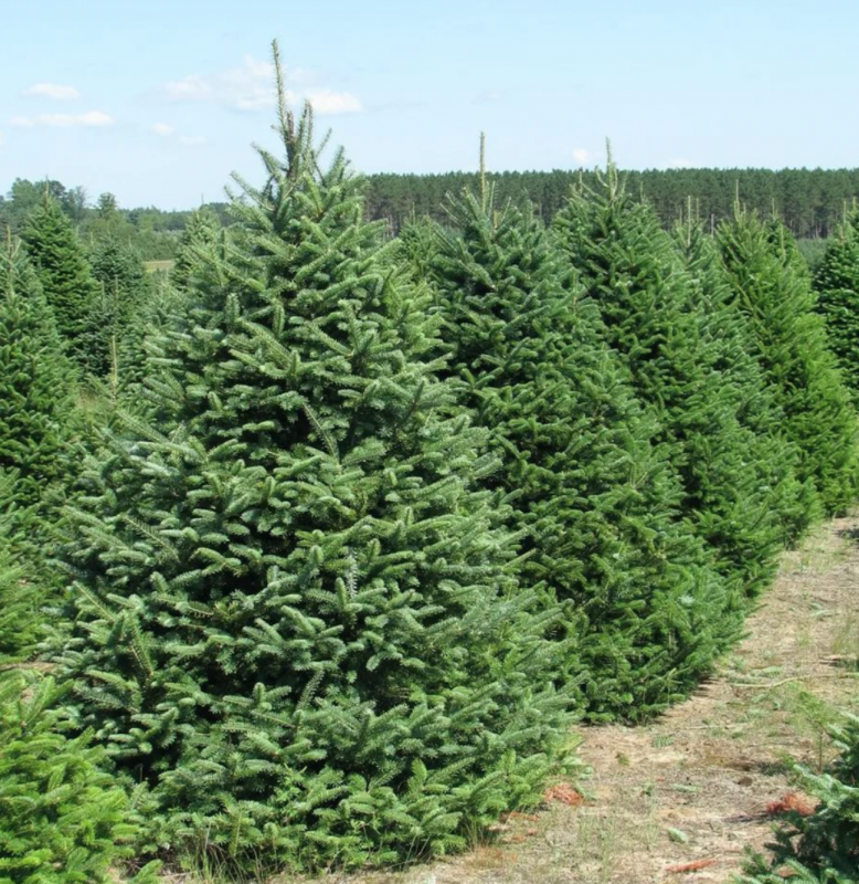 Ель черная Доумети (Picea Mariana Doumetii)