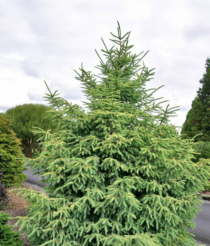 Picea Mariana