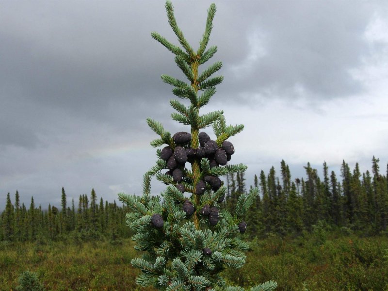 Ель черная (Picea nigra/Mariana Nana c3 20-25)