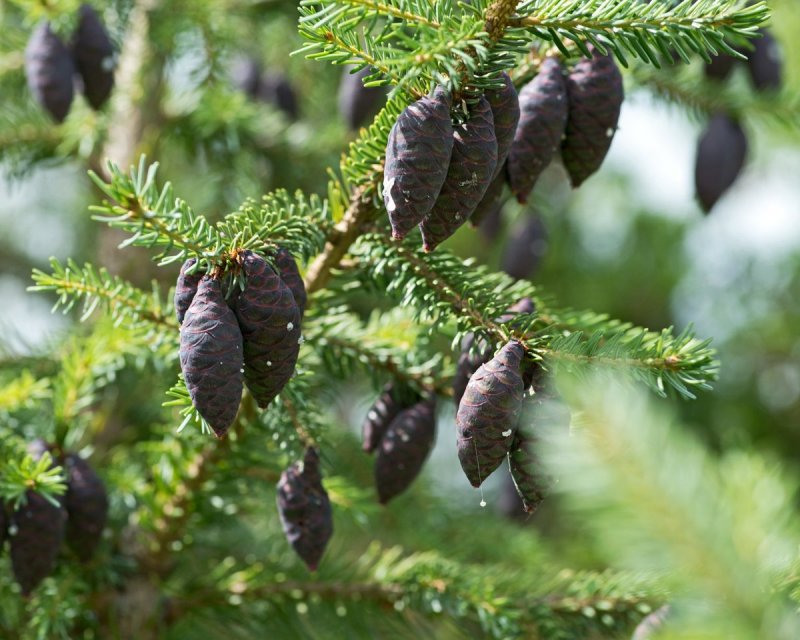 Picea Mariana