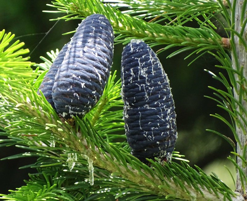 Abies yuanbaoshanensis