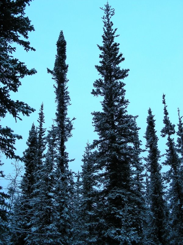 Ель черная Picea Mariana