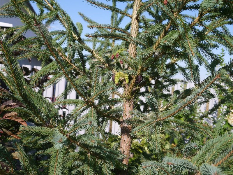 Ель черная Abies nigra