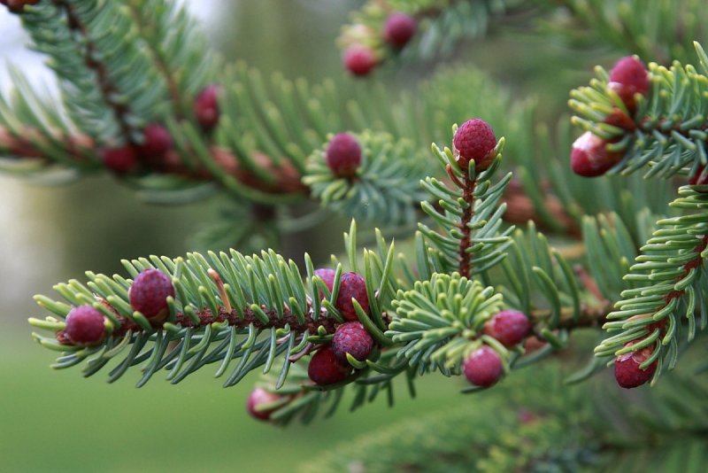 Ель черная (Picea nigra/Mariana Nana c3 20-25)