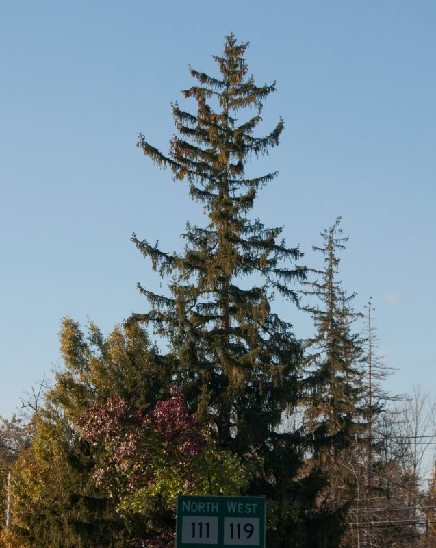 Picea Mariana 'Craig'
