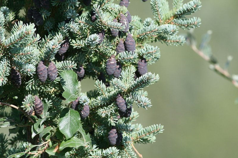 Picea Mariana Beissneri