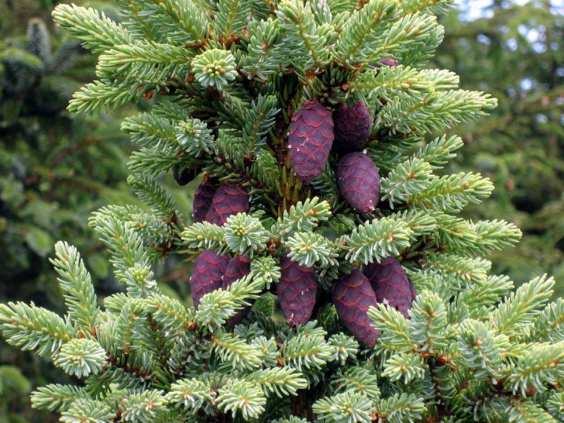Ель черная Picea Mariana