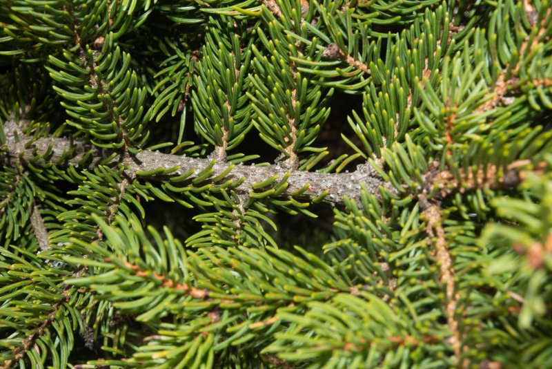 Picea Mariana
