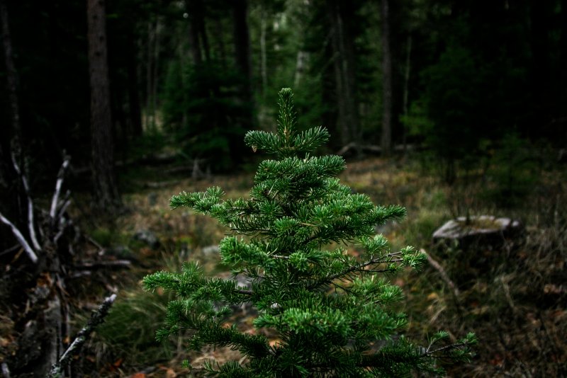 Северная Америка ель