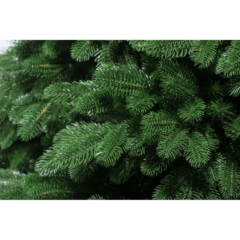 Abies recurvata
