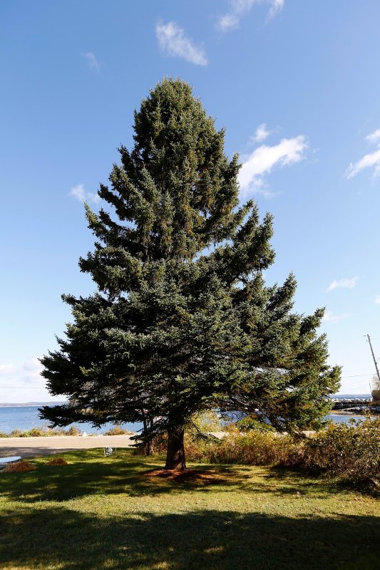 Ель черная Nova Scotia Canada