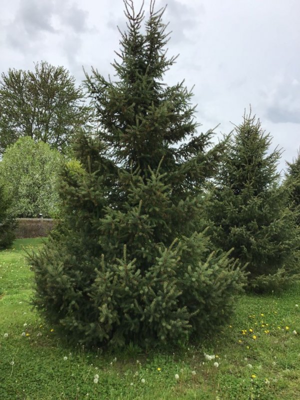 Ель черная Picea Mariana