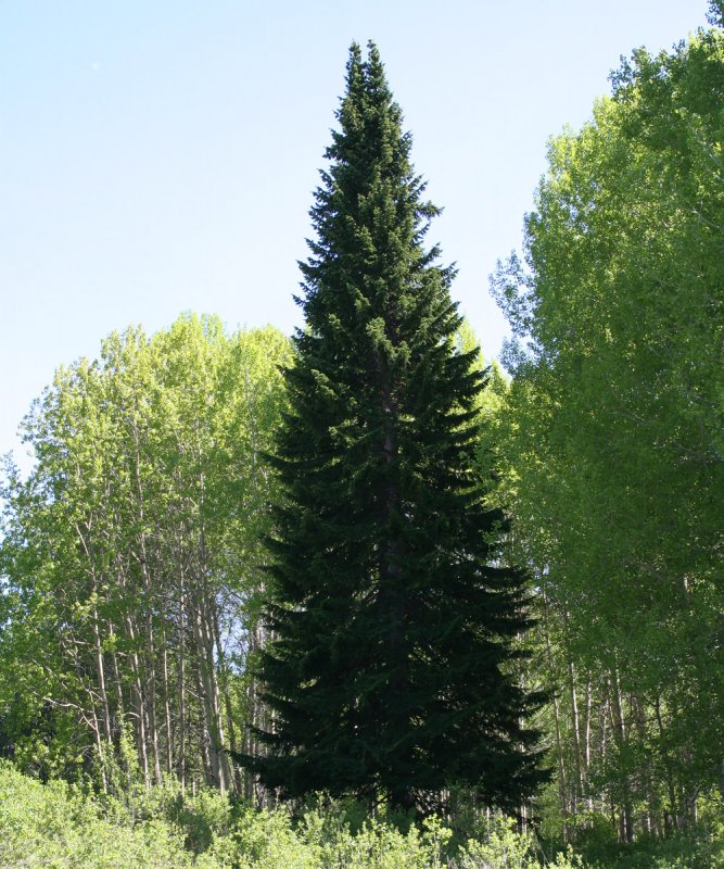 Лес из Picea Mariana