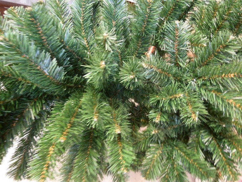 Пихта испанская Ауреа (Ábies pinsapo Aurea)