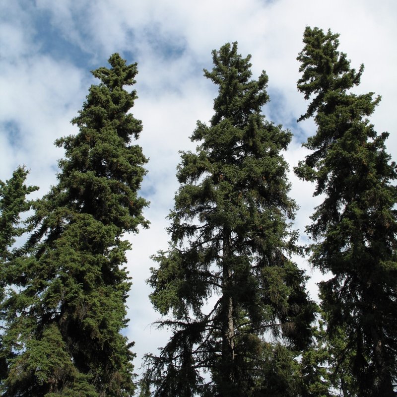 Picea glauca Udolicko
