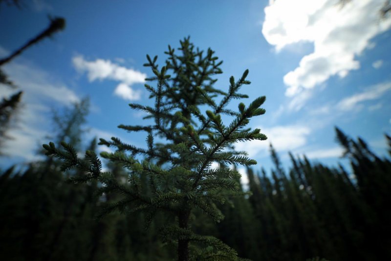 Северо американская ель