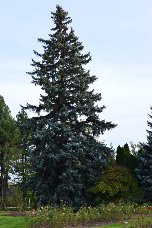 Picea Mariana Horstmann