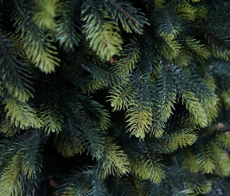 Ель колючая Hoopsii