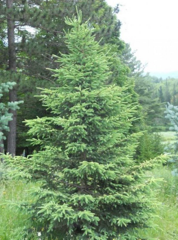 Ель черная Picea Mariana