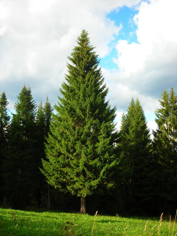 Ель черная Picea Mariana