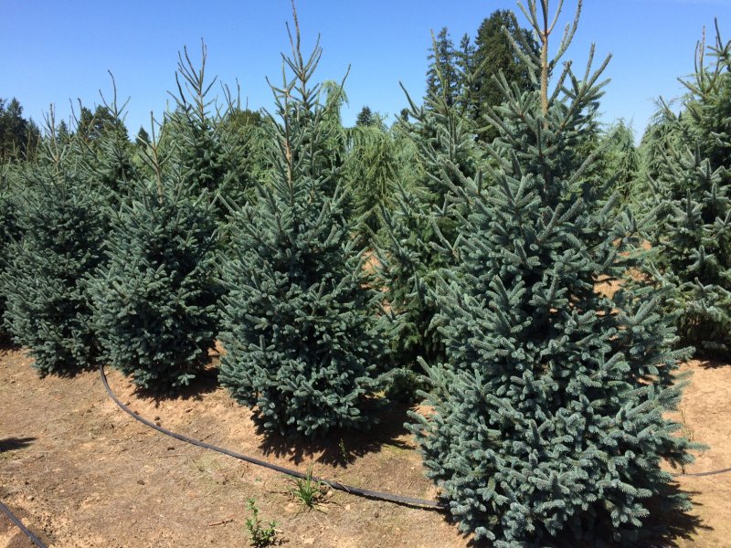 Pinus елка пихта зелено/голубая 2.7