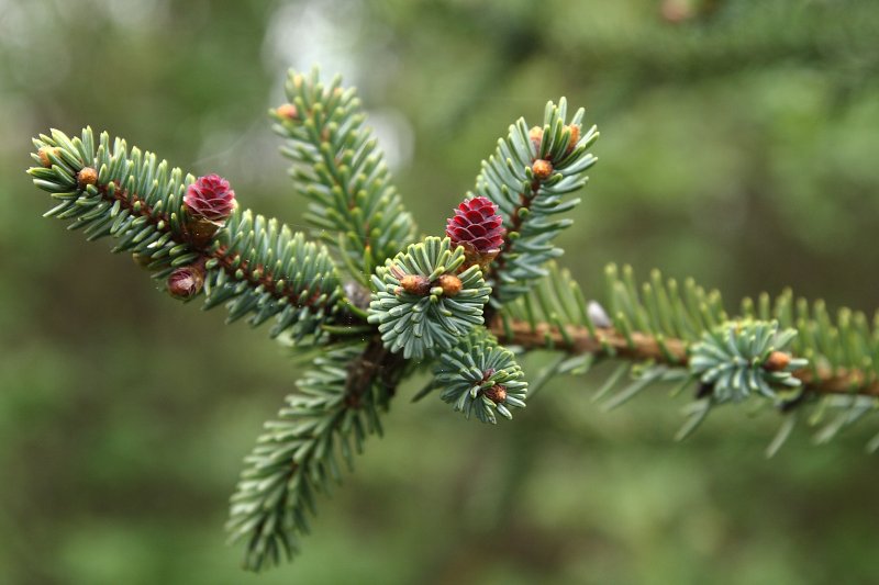 Ель черная (Picea Mariana) хвоя