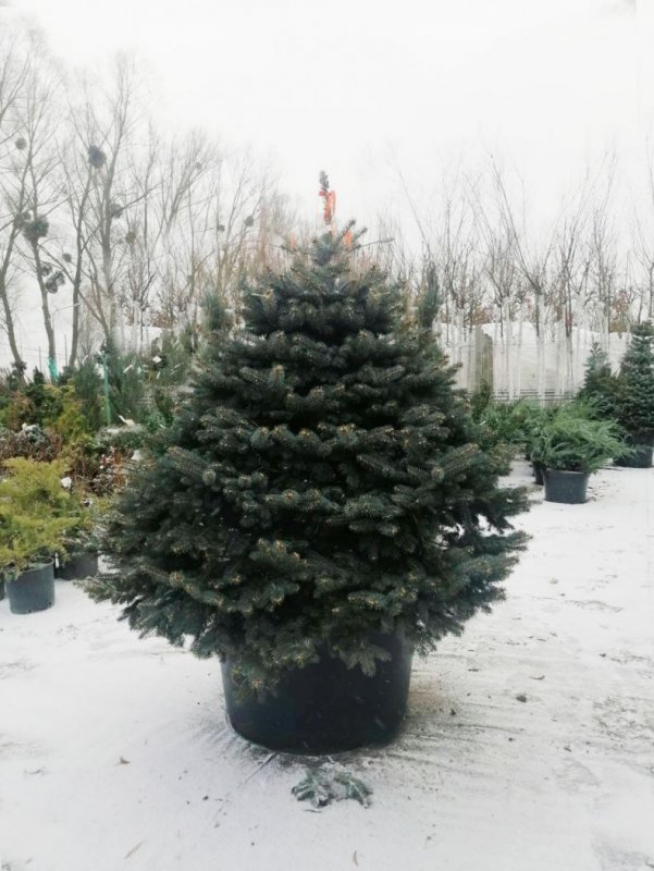 Ель обыкновенная communis Spruce