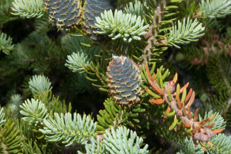 Picea Mariana