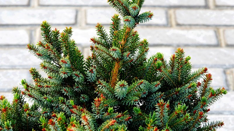 Picea koyamai Albospica