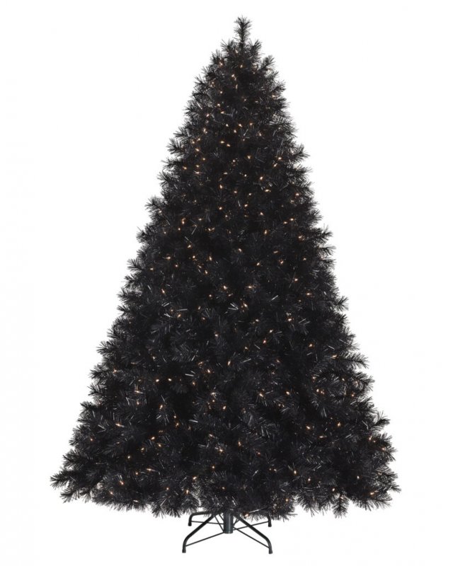 Picea Mariana Aurea