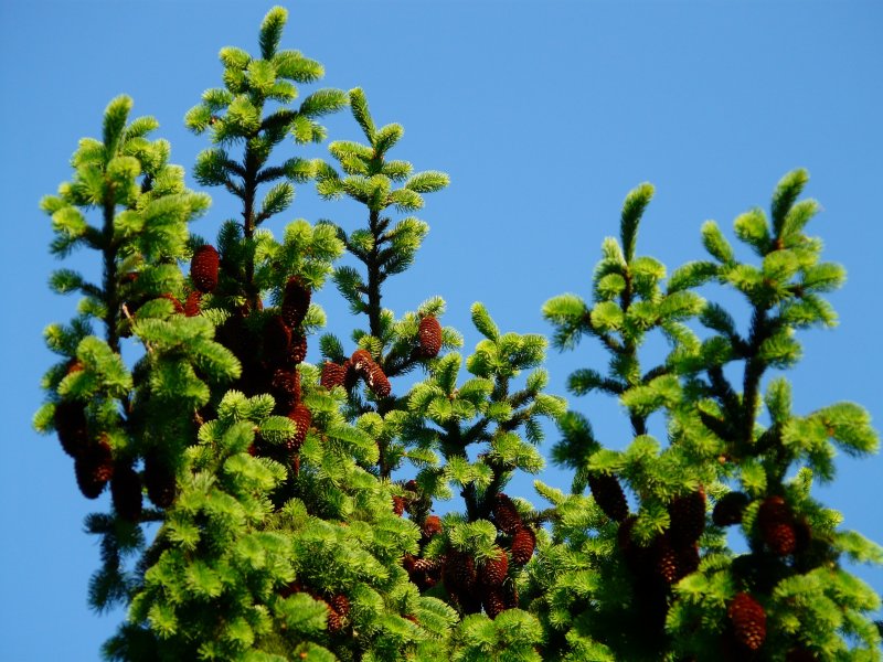 Ель корейская (Picea koraiensis)