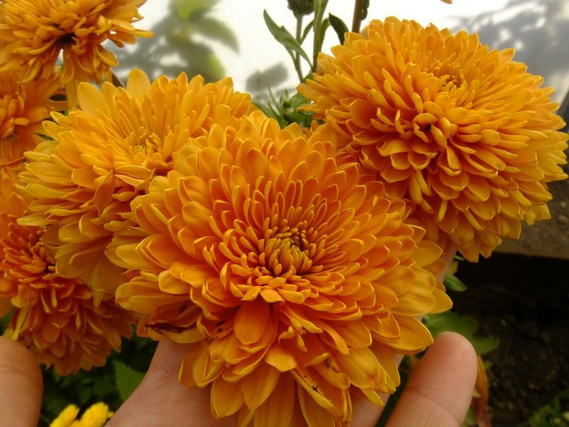 Хризантема корейская (Chrysanthemum koreanum