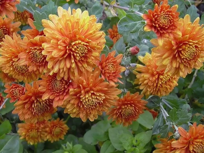 Хризантема корейская Амбрия