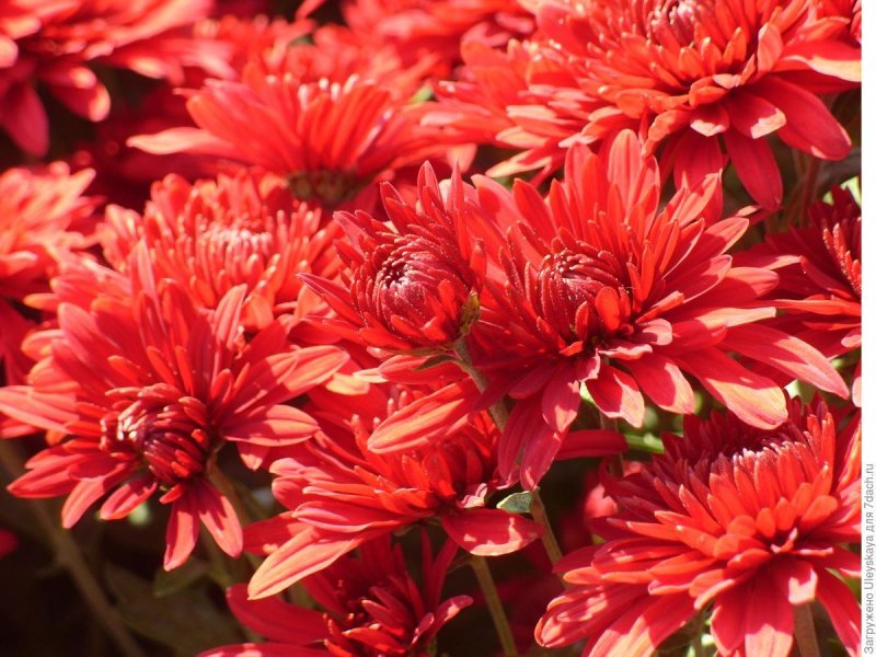 Хризантема корейская (Chrysanthemum koreanum