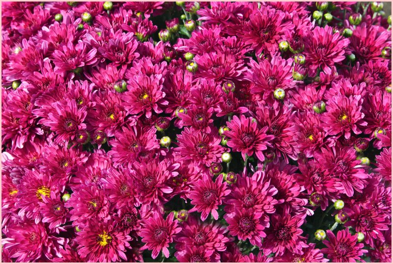 Хризантема корейская (Chrysanthemum koreanum
