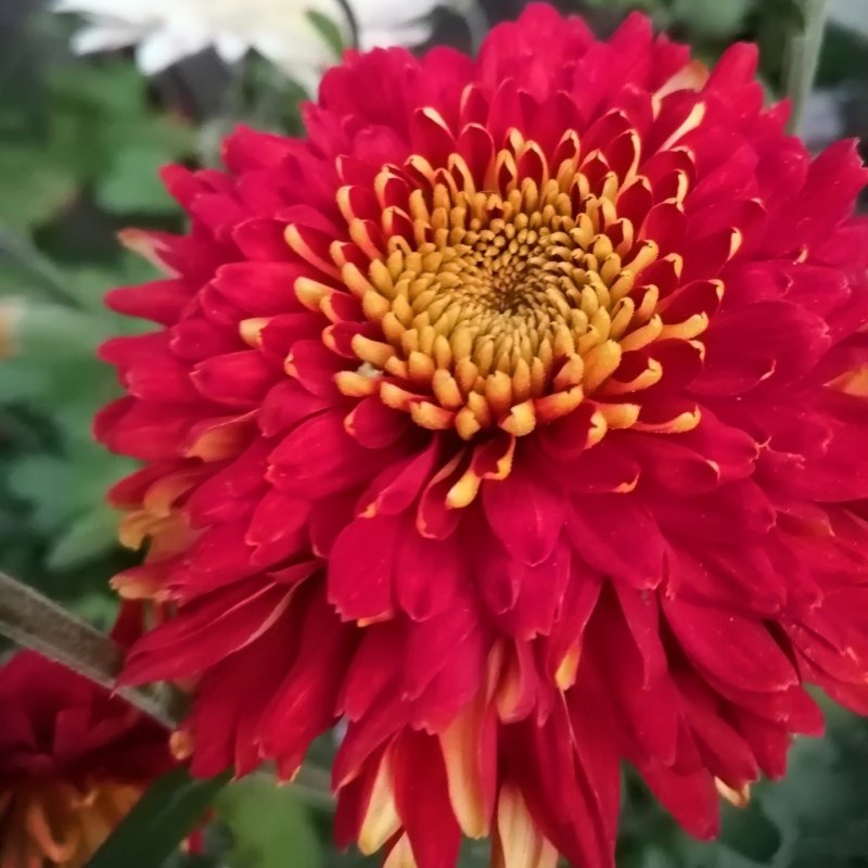 Хризантема корейская (Chrysanthemum x koreanum)