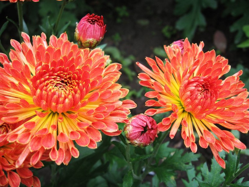Хризантема корейская (Chrysanthemum koreanum