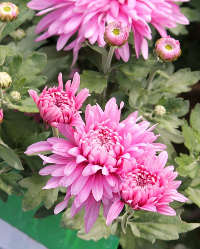 Корейская Хризантема Chrysanthemum