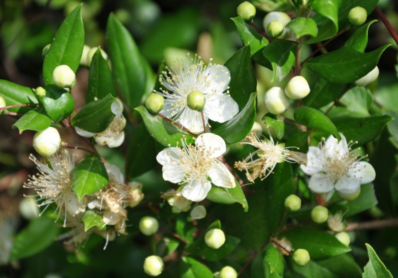 Мирт (Myrtus)