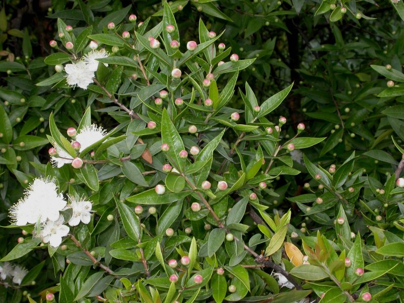 Мирт (Myrtus)