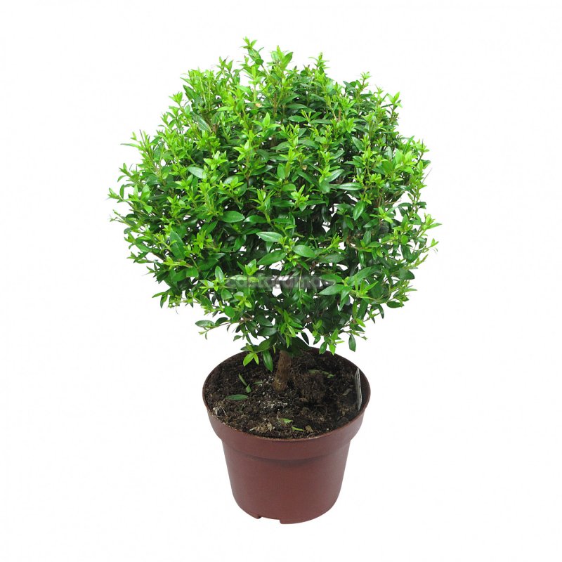 Мирт обыкновенный (Myrtus communis