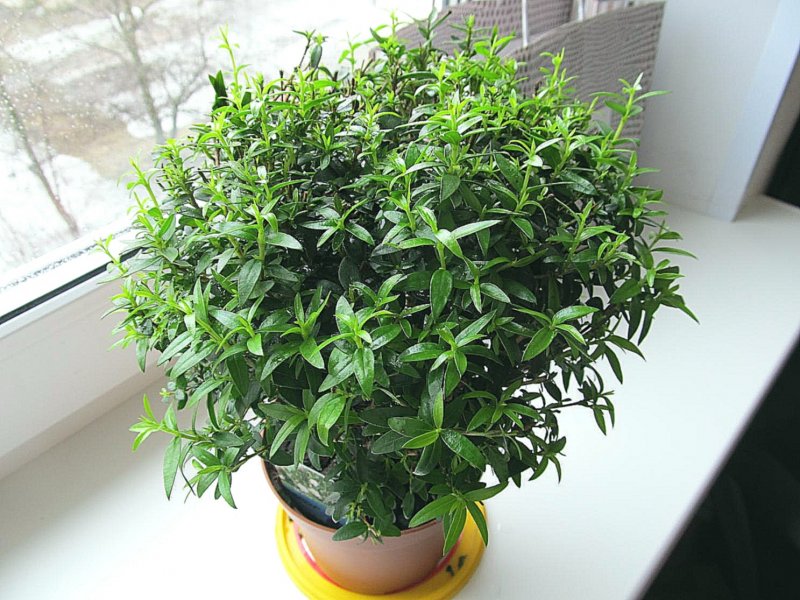 Мирт - Myrtus d12 h30