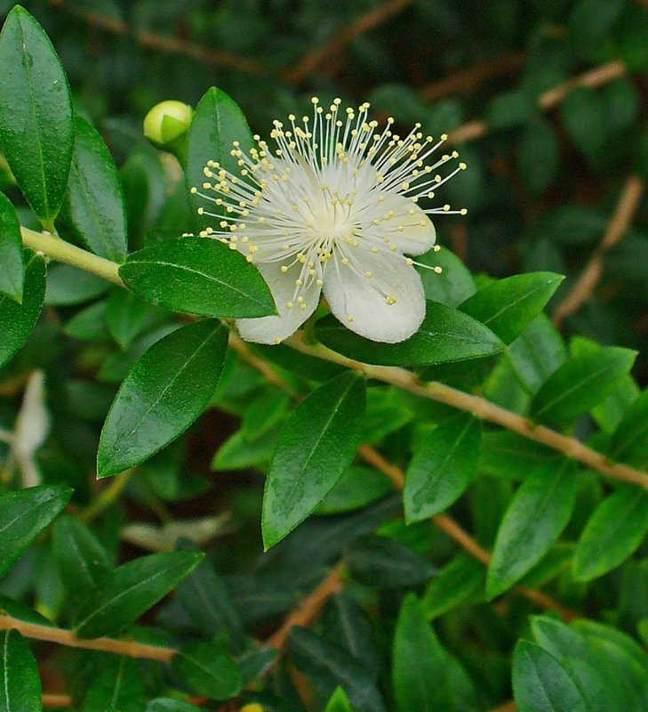 Мирт Myrtus communis