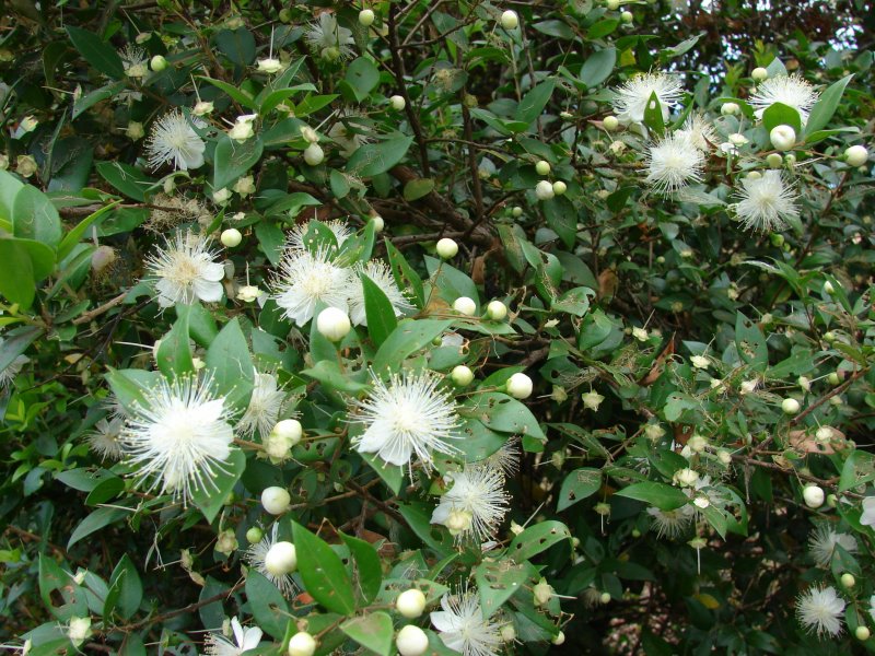 Мирт (Myrtus)
