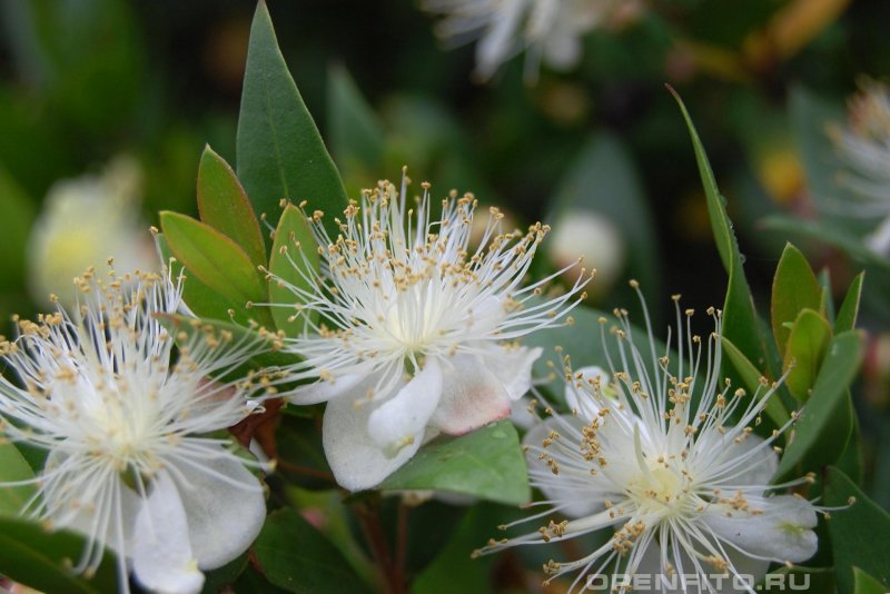 Мирт Myrtus communis