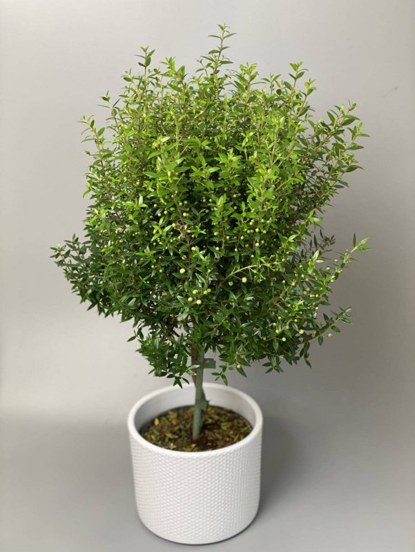 Мирт обыкновенный куст