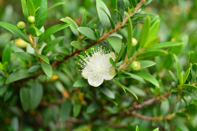 Мирт tarentina variegata