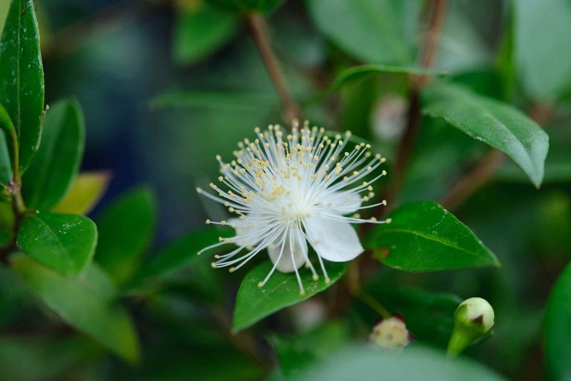 Мирт Flore pleno