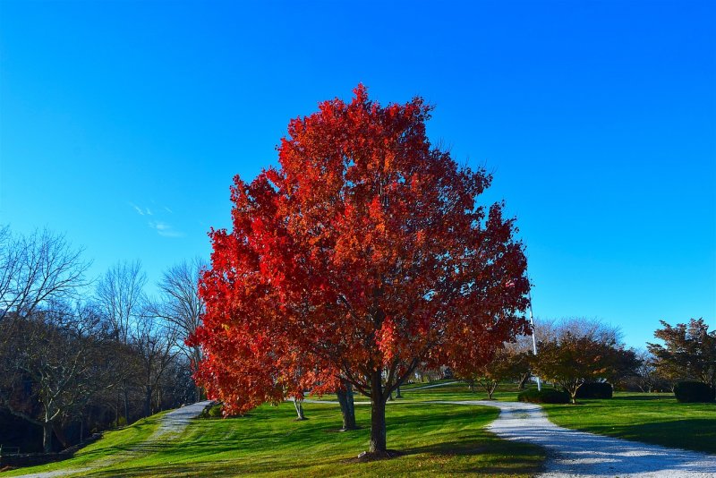 Дуб красный Quercus rubra