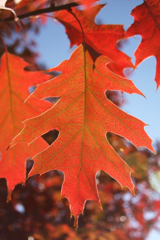 Клен красный Брендивайн Acer rubrum Brandywine